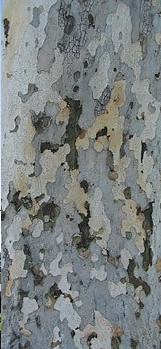 Close up California Sycamore Bark