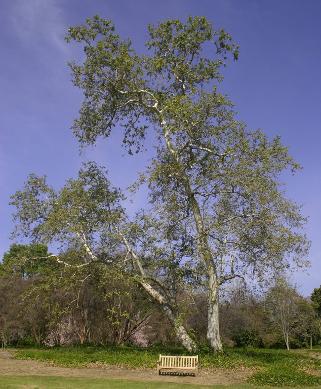 Full height California Sycamore