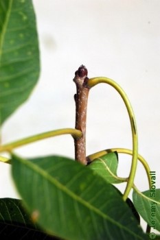 Close up of alternate leaf arrangement