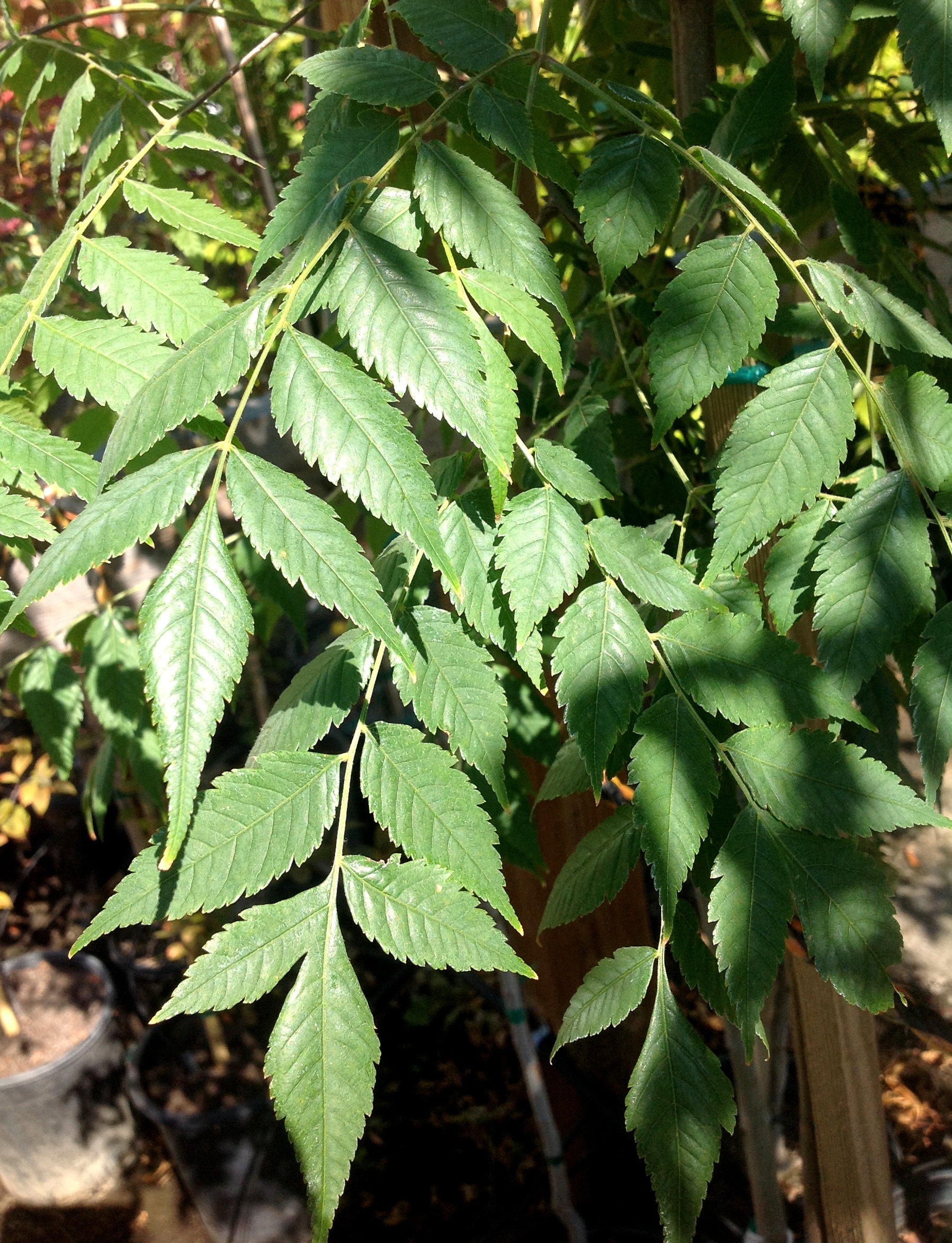 Figure 2. Leaves.jpg