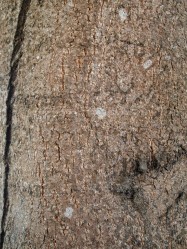 Figure 3. Bark.jpg