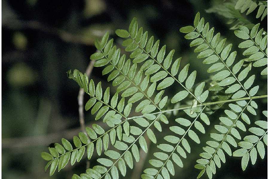 Honeylocust Fig 2.jpg