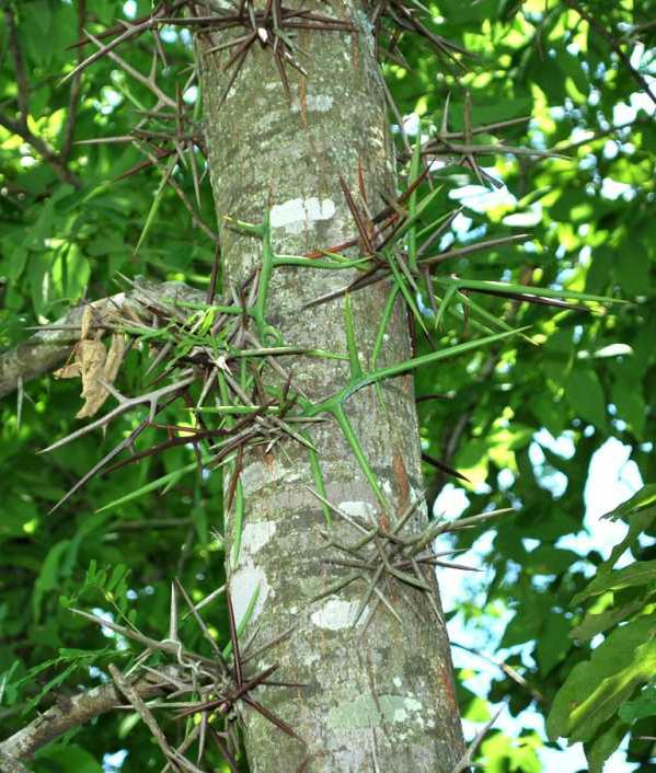 Honeylocust Fig 3.jpg