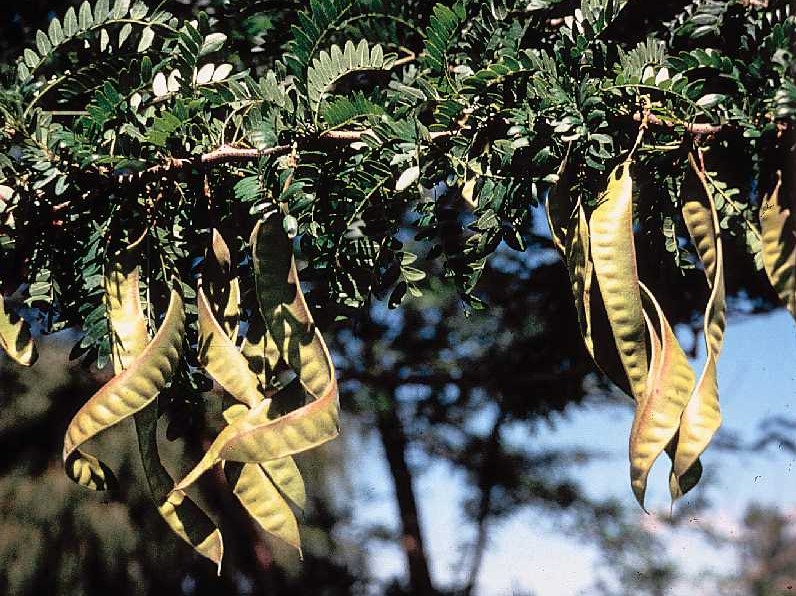 Honeylocust Fig 6.jpg