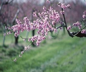 peach tree late spring frost freezing.jpg