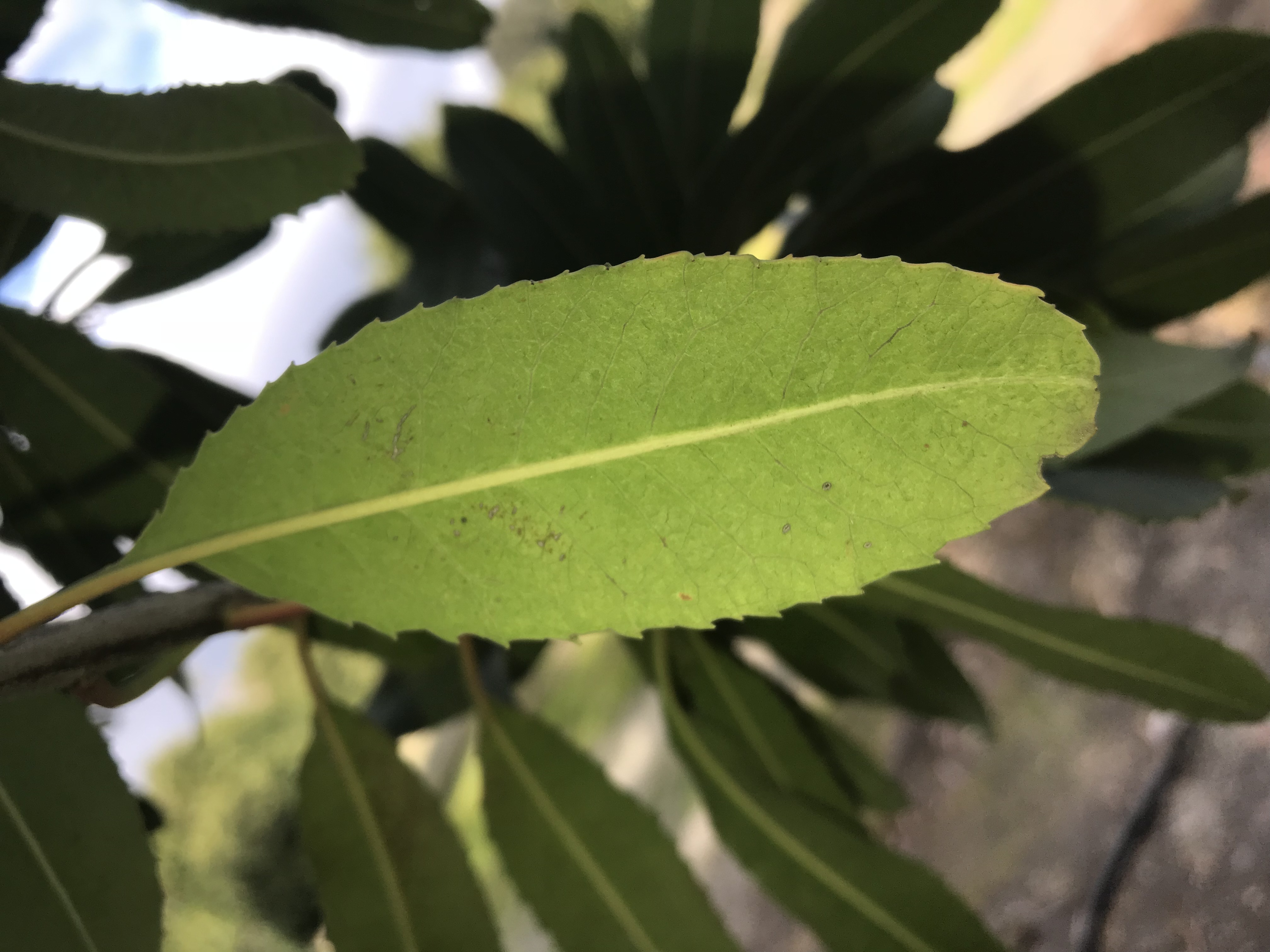 Figure 2. Leaves (Underside).JPG