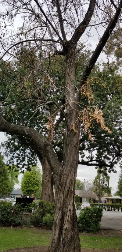 Chinaberry on Campus.jpg